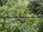 Nhiều loài chim làm tổ và đẻ trứng sớm gần một tháng do biến đổi khí hậu